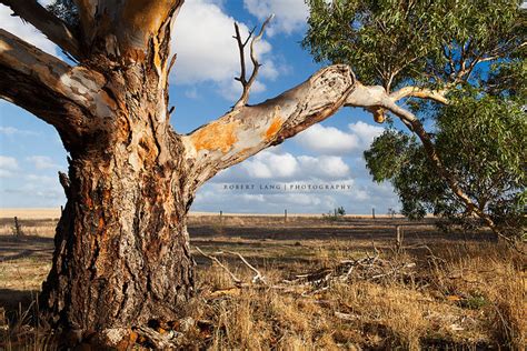 Eucalyptus Tree Australia Flickr Photo Sharing