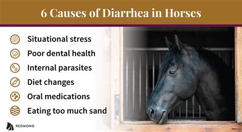 Vet Advice 6 Common Causes Of Diarrhea In Horses And How To Treat It