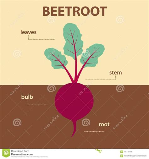 Red Beetroot Plant Beet Taproot Vector Illustration On White