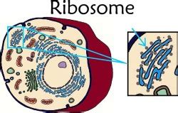 Animal cell organelles and their functions. Emily Hostetter Organelle Project - Ribosomes
