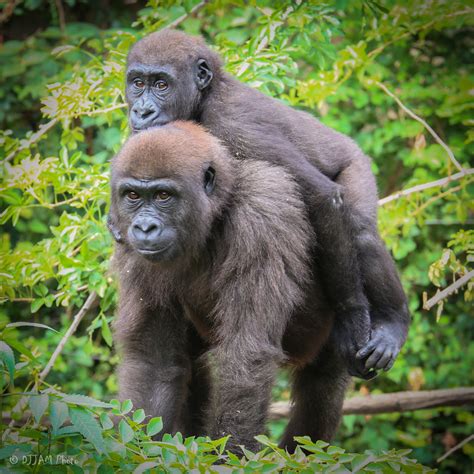 Phase One Of Gorilla World Expansion Is Almost Complete At The