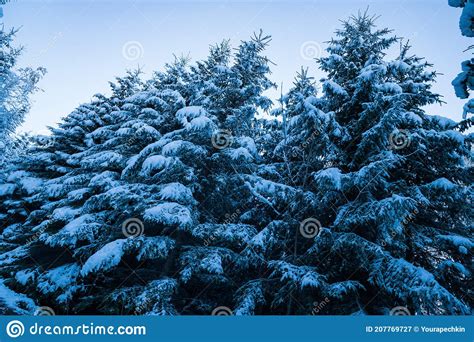 Tall Dense Old Spruce Trees Grow On A Snowy Slope Stock Image Image