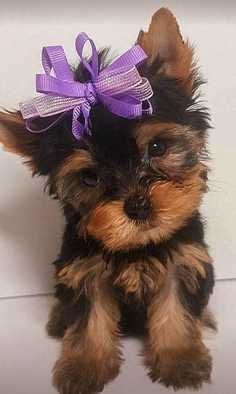 Cute Yorkie Puppies Wallpaper
