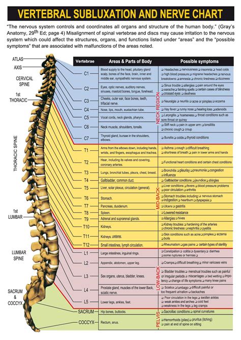 Diagram Of Nerves In Lower Back