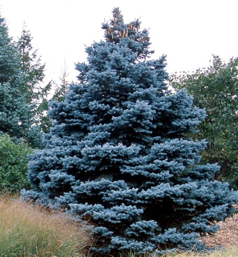 I understand that it takes a few years for trees to get established but i was wondering. Baby Blue Colorado Spruce | Natorp's Online Plant Store
