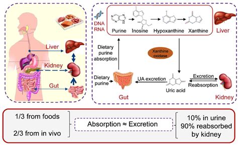 The Absorption And Excretion Of Uric Acid Download Scientific Diagram