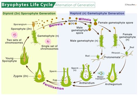 Bryophytes Meaning Features Types And Life Cycle Hot Sex Picture