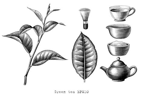 Green Tea Collection Hand Drawing Engraving Style Black And White Art