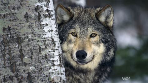 Download Winter Wolf Animal Gray Wolf Hd Wallpaper