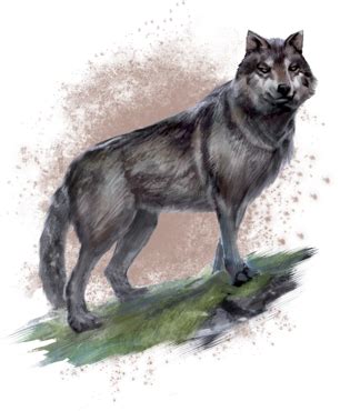Black wolf illustration, arctic wolf drawing anime legendary creature, blue wolf, pencil, cat like mammal png. Wolf - TESO Wiki - The Elder Scrolls Online
