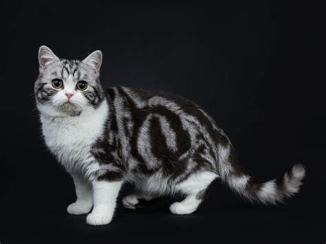 British Shorthair Tabby Cats Cat Breeds