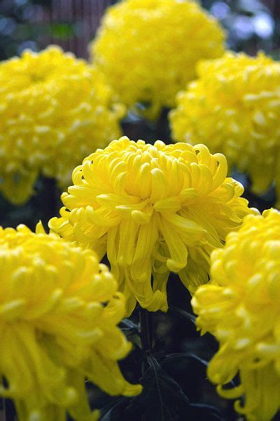 Birthday, love and romance, sympathy, get well, congratulations Irregular Incurve Chrysanthemum | Chrysanthemum flower ...