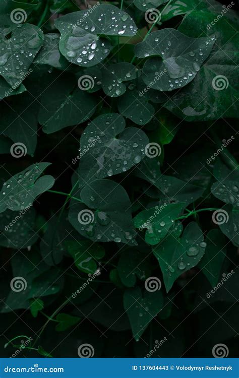 Dark Green Foliage Of A Healthy Plant With Raindrops Green Leaf With