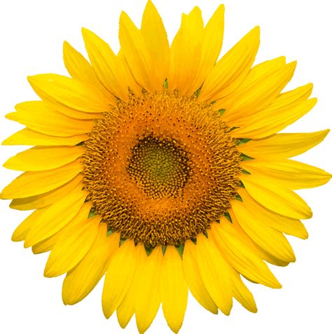 Download Sunflower Transparent Image Gallery Sun Flower Png Image