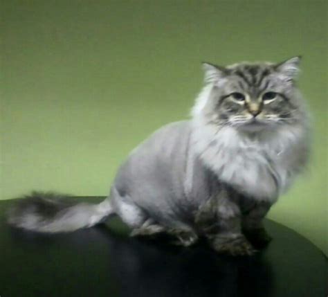 The lion cut is a type of hair cut where your cat's coat is shaved with the exception of the face, mane, legs, and tip of ta… before grooming begins i like to give my cat a couple of treats while she is on the table and pet her for a few minutes. Lions cut | Cat grooming | Pinterest