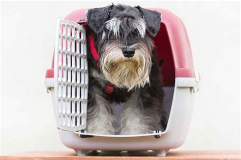 Sherpa bags are both flexible and durable. Airline Approved Pet Carriers for the Cabin | Pet Friendly ...
