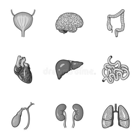 Human Organs Set Icons In Monochrome Style Big Collection Of Human