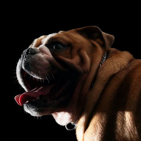 Todo Sobre El Bulldog Inglés Características Cuidados Y Curiosidades