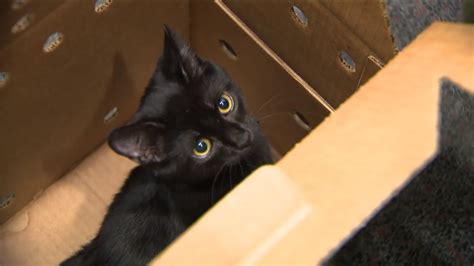 Cat Friday Aspca Offers Free Adoptions For Cats And Kittens On Black
