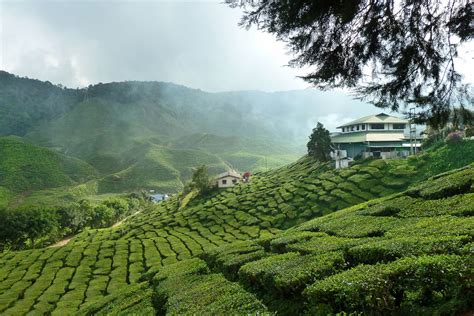 There is a tea shop overlooking the estate place. Tea plantations in the Cameron Highlands, Malaysia