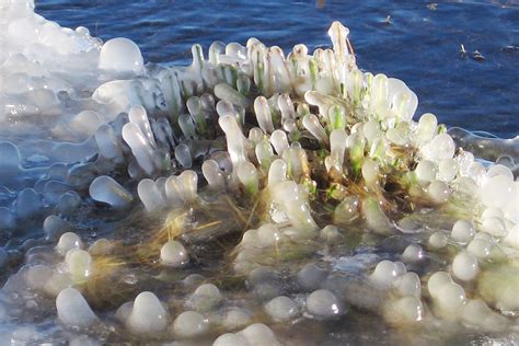 Die befruchtete eizelle ist nach etwa fünf tagen in der gebärmutterhöhle angekommen. Eis und Wasser - ein Wintermotiv - Schöpfung