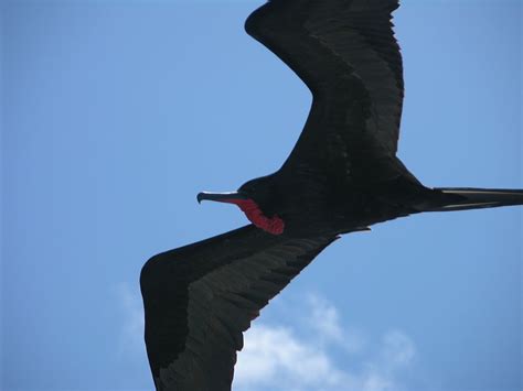 Galapagos 6 1 19 Male Magnificent Frigatebird Flies Over The Eden