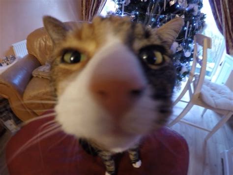 My Cat Sniffing My Camera Ifttt2cp6wq0 Baby Cats Cute Cats