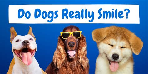 Do Dogs Really Smile Here Is What You Should Know