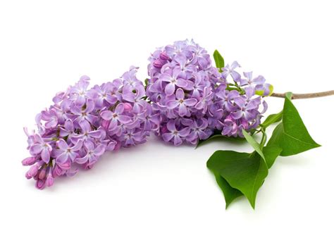 What Is A Reblooming Lilac With Pictures