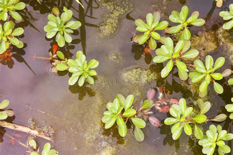 May is american wetlands month! Wetland plants stock image. Image of pond, plants, plant ...