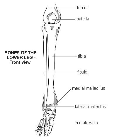 The thigh bone, or femur, is the large upper leg bone that connects the lower leg bones (knee joint) to the pelvic bone (hip joint). 13 best images about X-ray tech on Pinterest | Mouths, X rays and Human leg