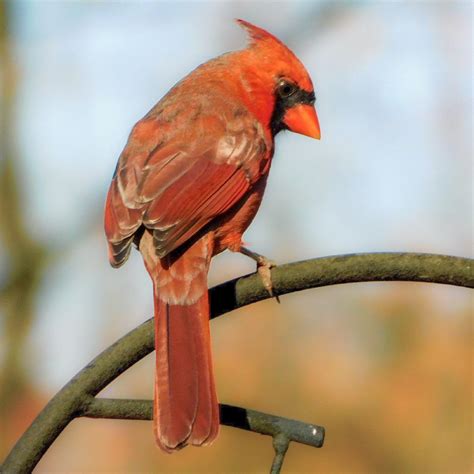 A Very Grumpy Male Northern Cardinal In Dayton Ohio Rbirding