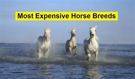 Top 10 Most Expensive Horse Breeds Diversity News Magazine