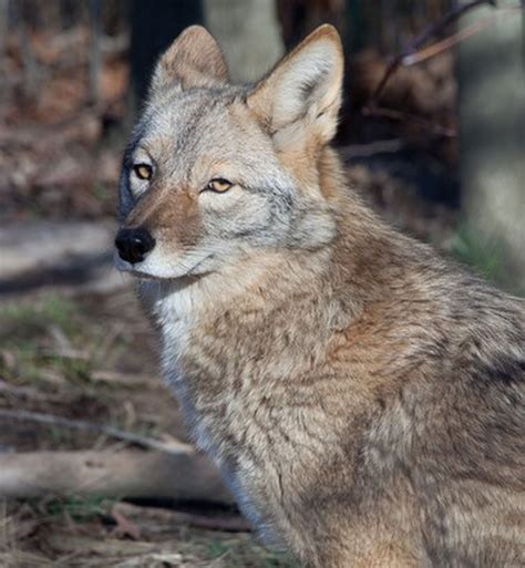 Coyotes Are Wily Predator And Part Of The Wildlife Scene In Every Ohio