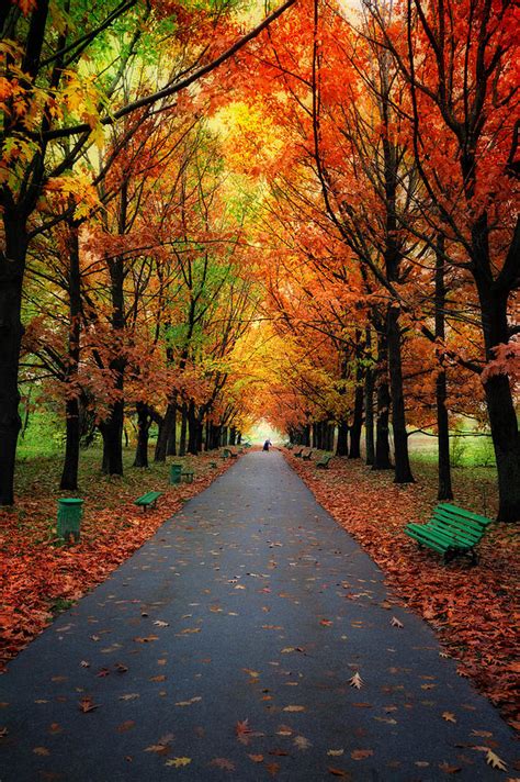 In the southern hemisphere it is from the march. Autumn Trees In Park With Colorful Photograph by Sergiy Trofimov Photography