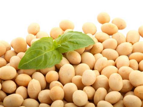 Soybeans Seeds Manufacturer And Exporters From Indore India Id 720117