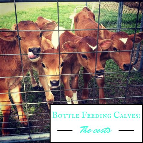 Bottle Feeding Calves The Costs One Ash Homestead