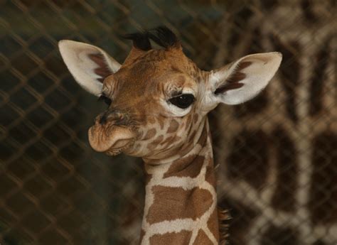 April The Giraffe Pregnancy Update Calf More Active Than Ever