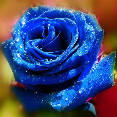 Find images of blue flowers. 30 Pictures Of Flowers Free To Download - The WoW Style