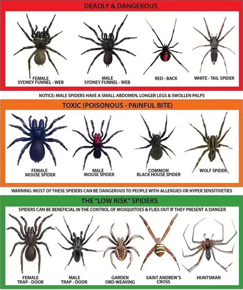The black widow spider 03. Spider Control - Hygiene & Bugs