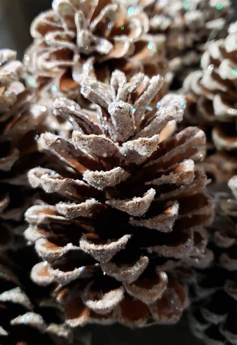 Frosted Pine Cones Christmas Pine Cones White Pine Cones Etsy