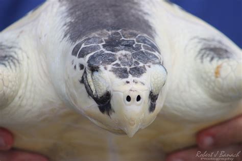 Maryland Biodiversity Project Kemps Ridley Sea Turtle Lepidochelys