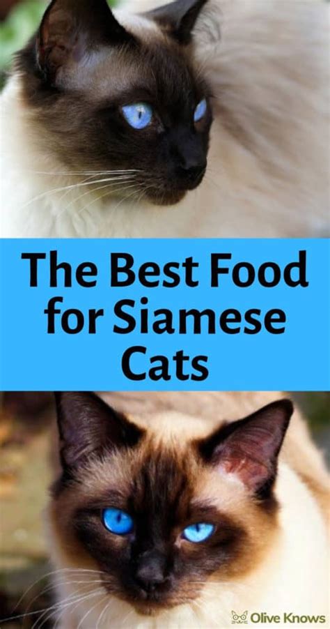 The Best Food For Siamese Cats Real Cat Expert Picks Oliveknows