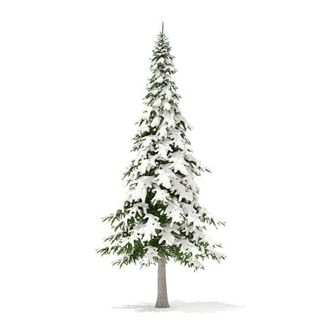 Fir Tree With Snow 7m 3d Model Cgtrader