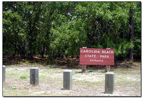 Camping at Carolina Beach State Park Campground