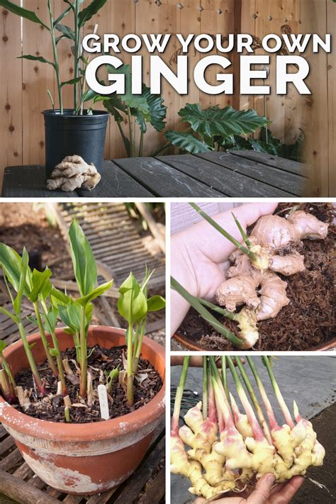How To Grow Ginger Tips And Faq