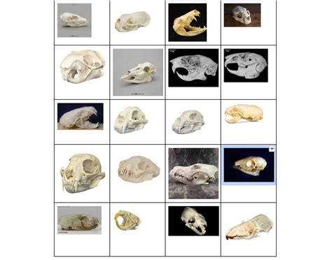 Mammal Skulls Of Wisconsin Quiz
