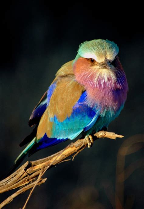 Lilac Breasted Roller Lilac Breasted Roller Pet Birds Beautiful Birds