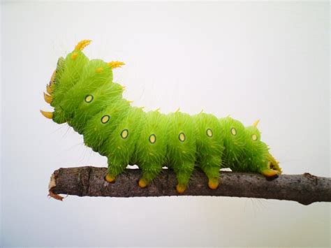 Green Jean Caterpillars