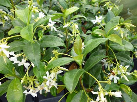 More buying choices $18.00 (3 new offers) Trachelospermum jasminoides - buy star jasmine plants
